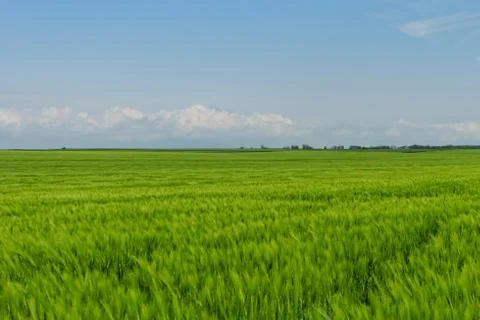 Wheat field under the blue cloudy sky Stock Photos