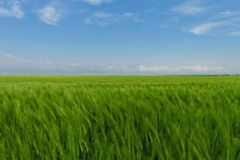 Wheat field under the blue cloudy sky Stock Photos