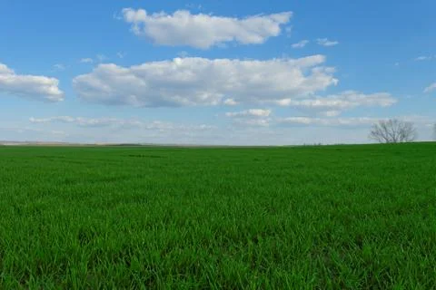 Wheat field under the blue cloudy sky Stock Photos
