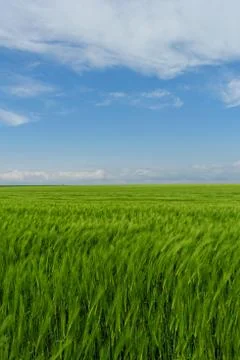 Wheat field under the blue cloudy sky Stock Photos