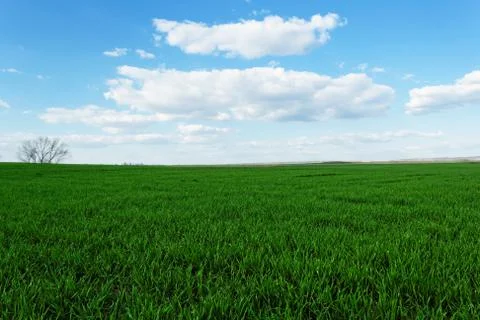 Wheat field under the blue cloudy sky Stock Photos