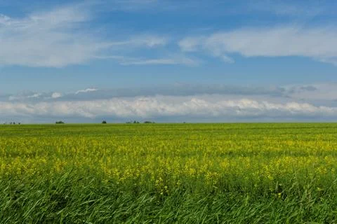 Wheat field under the blue cloudy sky Stock Photos