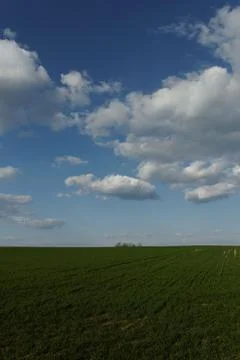 Wheat field under the blue cloudy sky Stock Photos