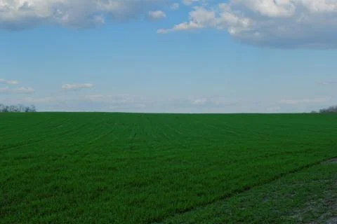 Wheat field under the blue cloudy sky Stock Photos