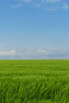 Wheat field under the blue cloudy sky Stock Photos