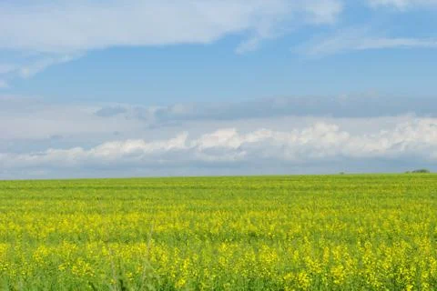 Wheat field under the blue cloudy sky Stock Photos