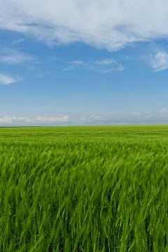 Wheat field under the blue cloudy sky Stock Photos