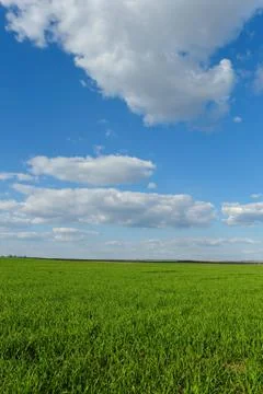 Wheat field under the blue cloudy sky Stock Photos
