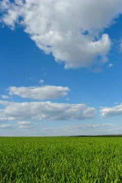 Wheat field under the blue cloudy sky Stock Photos