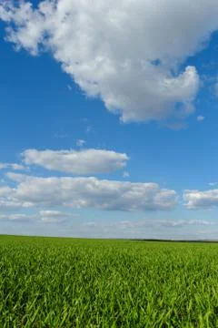 Wheat field under the blue cloudy sky Stock Photos