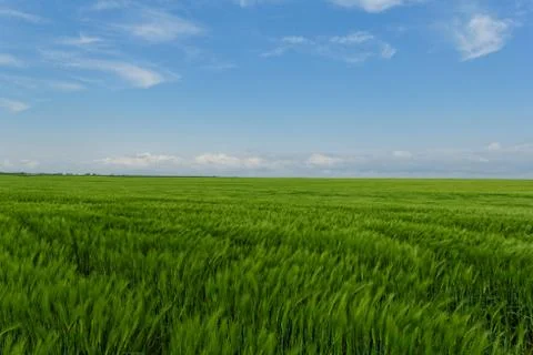 Wheat field under the blue cloudy sky Foto stock