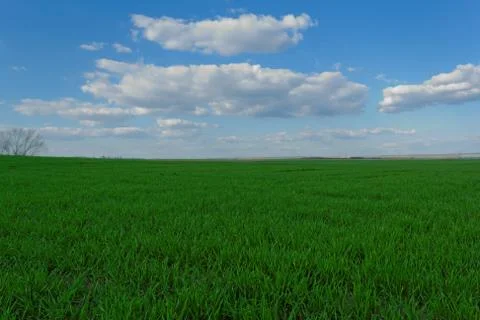 Wheat field under the blue cloudy sky Stock Photos