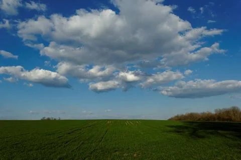 Wheat field under the blue cloudy sky Stock Photos