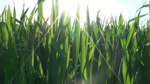 Wheat field under blue sky Stock Footage 380688