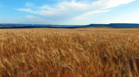Wheat field under a blue sky with clouds 2 Stock-Footage 478198