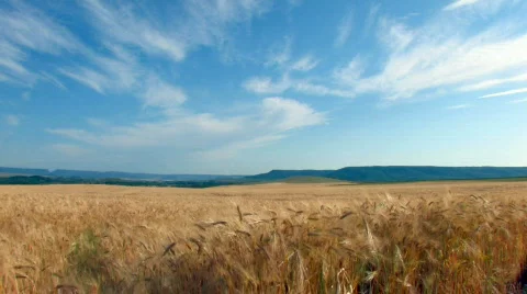 Wheat field under a blue sky with clouds Stock Footage
