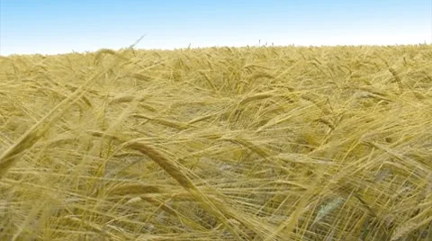 Wheat Field Under a Blue Sky Stockbeeldmateriaal 7737559