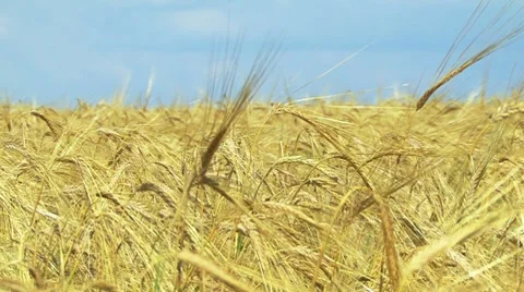 Wheat Field Under a Blue Sky Stockbeeldmateriaal 7737574