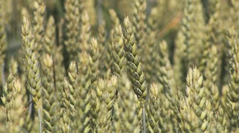 Wheat field under a blue sky Stock Footage 11610036