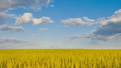 Wheat field under blue sky. Time Lapse 4k Stock Footage 64563658