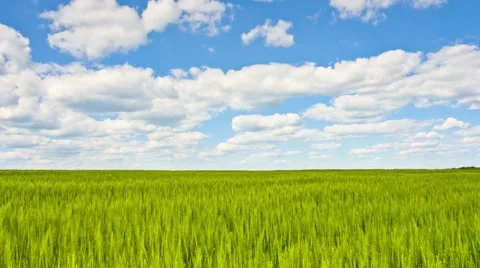 Wheat field under blue sky. Time Lapse 4k Stock Footage 68092383