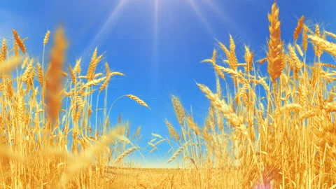 Wheat Field under blue sky in sunny summer day. Stock Footage 93707628