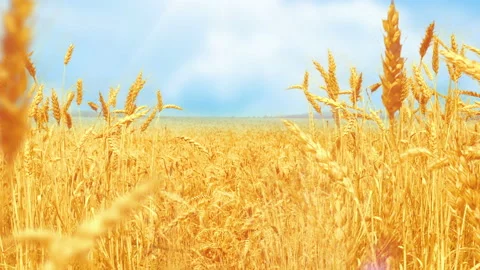 Wheat Field under blue sky in sunny summer day. Stock Footage 93712266