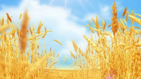 Wheat Field under blue sky in sunny summer day. Stock Footage 93712522