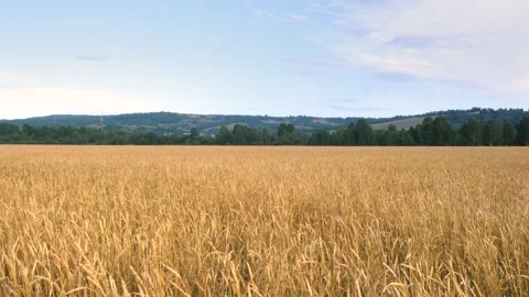 Wheat field under a blue sky with clouds. Stock Footage 137178512