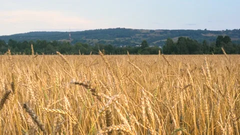 Wheat field under a blue sky with clouds. Stock Footage 137178560