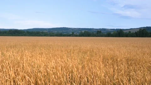 Wheat field under a blue sky with clouds. Stock Footage 137178604