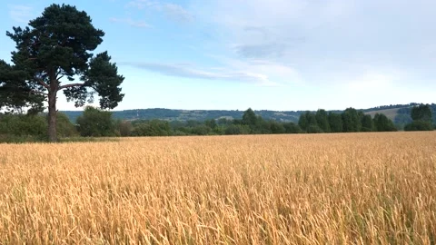 Wheat field under a blue sky with clouds. Stock Footage 137178656