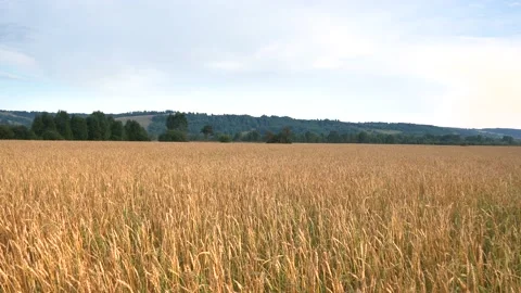 Wheat field under a blue sky with clouds. Stock Footage 137178664