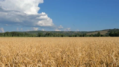 Wheat field under a blue sky with clouds. Stock Footage 137584532