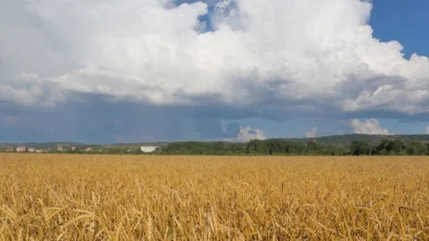 Wheat field under a blue sky with clouds. Timelapse. Stock Footage 137584544