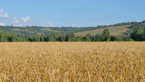 Wheat field under a blue sky with clouds. Stock Footage 137584638