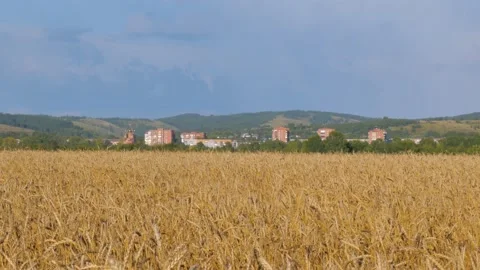 Wheat field under a blue sky with clouds. Stock Footage 137584644