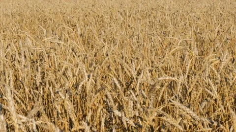 Wheat field under a blue sky with clouds. Stock Footage 137584704