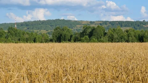 Wheat field under a blue sky with clouds. Stock Footage 137584720