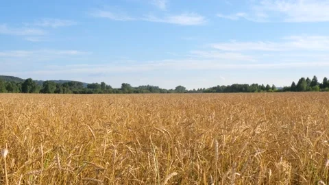 Wheat field under a blue sky with clouds. Stock Footage 137584762