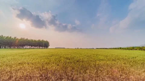 Wheat field under blue sky Stock Footage 235110860