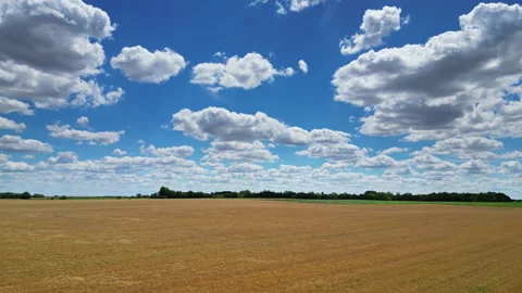 Wheat field under blue sky with white clouds Stock Footage 344744520