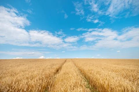 Wheat field under blue sky Stock Photos