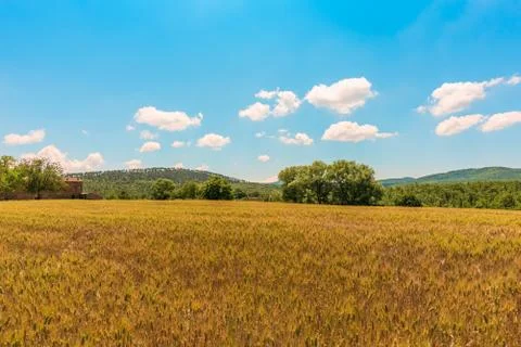 Wheat field under blue sky in summer Stock Photos