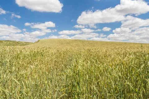 Wheat field under a cloudy blue sky Stock Photos