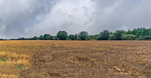 Wheat Field Under Cloudy Sky Stock Photos