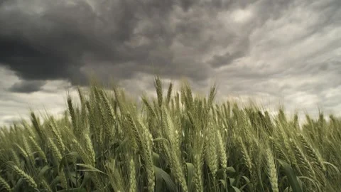 Wheat field under a dramatic cloudy sky. Stock-Footage 325910599