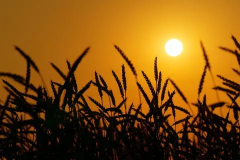 Wheat field under the hot rays of the sun. Stock Photos