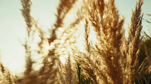 Wheat Field Under The Setting Sun Stock Footage 303521154
