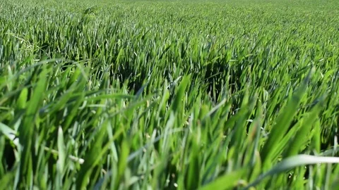 Wheat field under sunlight in summer Stock Footage 112626634
